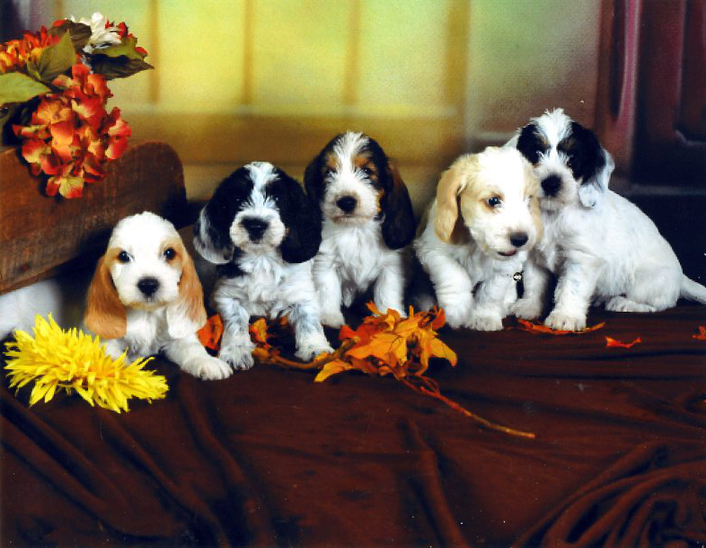 5 puppies