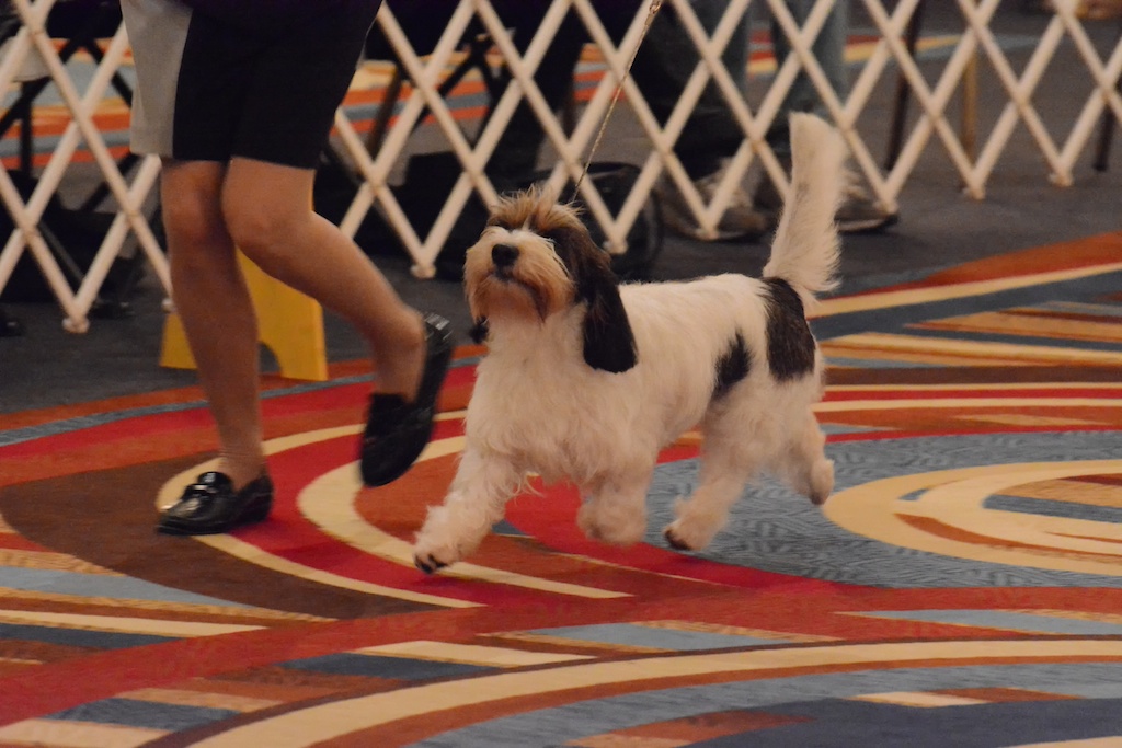 Mia pbgv 2013 national specialty show