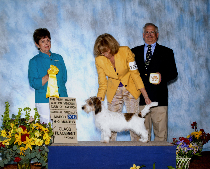 Roscoe PBGV