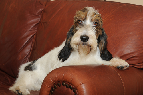 emmett pbgv