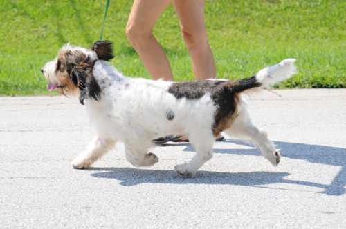 emmett pbgv