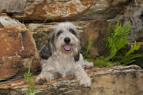 meggie pbgv