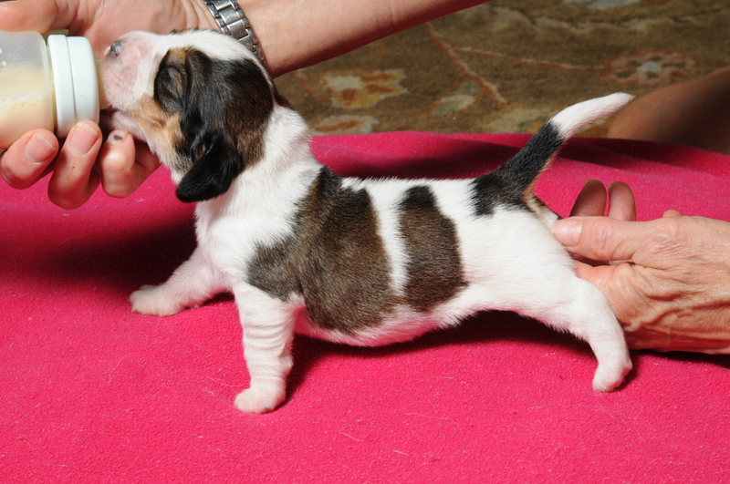 pbgv pup