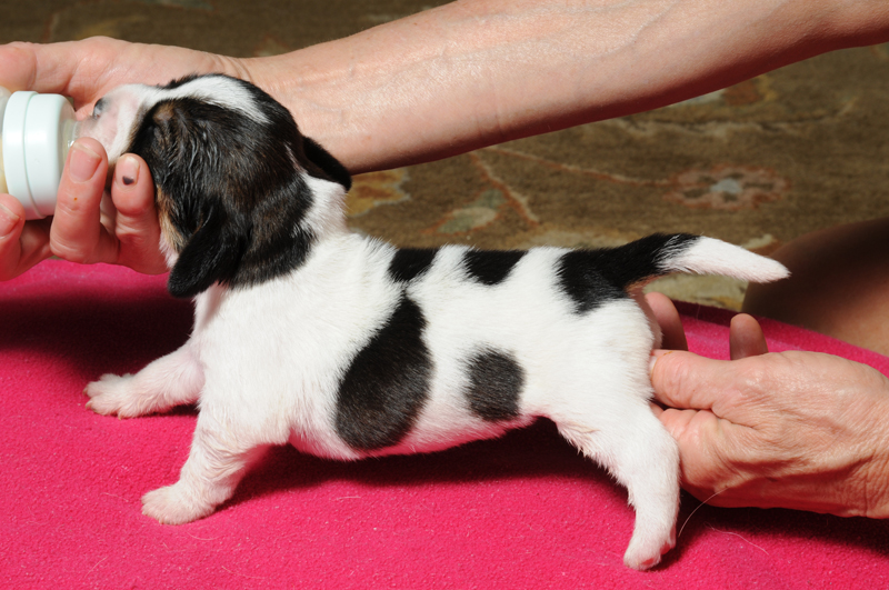 pbgv puppy