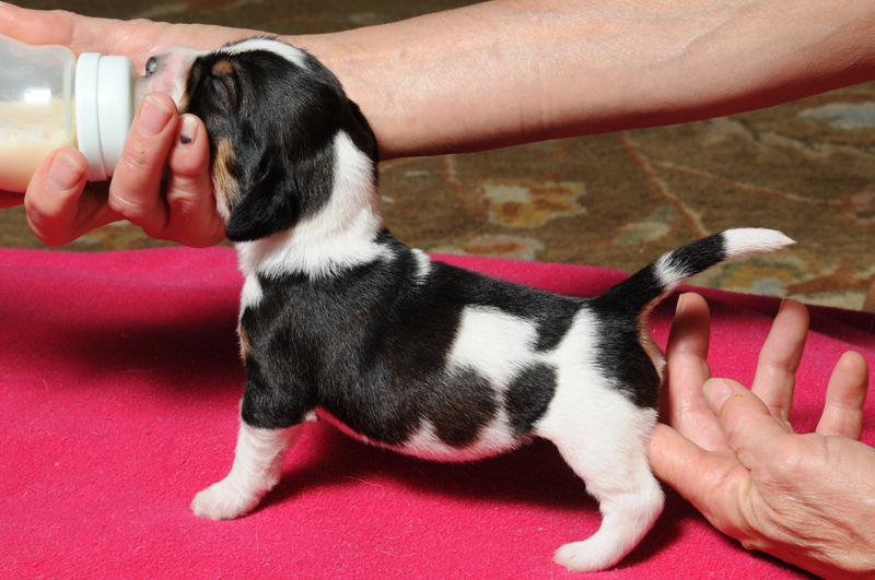 pbgv pup