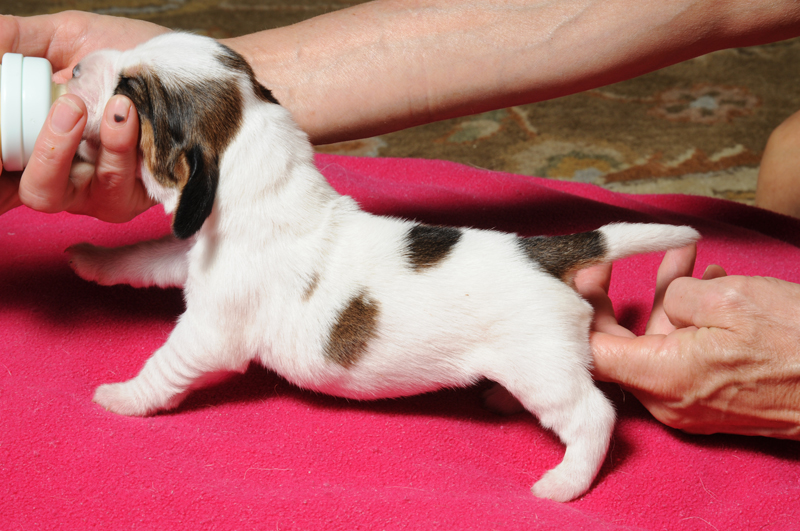 pbgv puppy