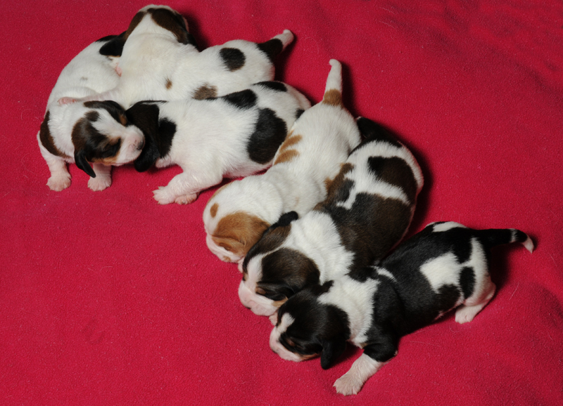 Oak PBGV puppies