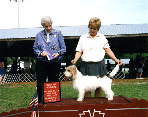 peepers pbgv