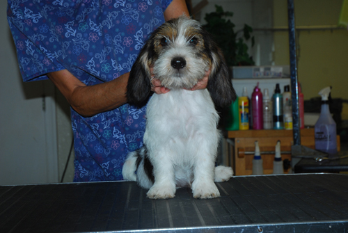 roscoe face pbgv