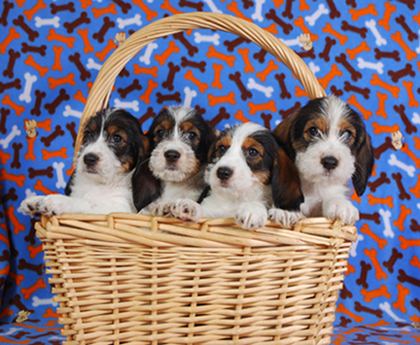 puppirs in a basket